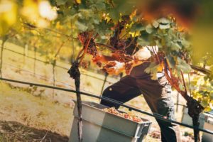 Schwarzwaldweingut Andreas Männle – der Jahrhundertwein übertrifft alle Erwartungen